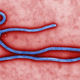 Illustration for article titled The Gigantic Ebola Outbreak FAQ